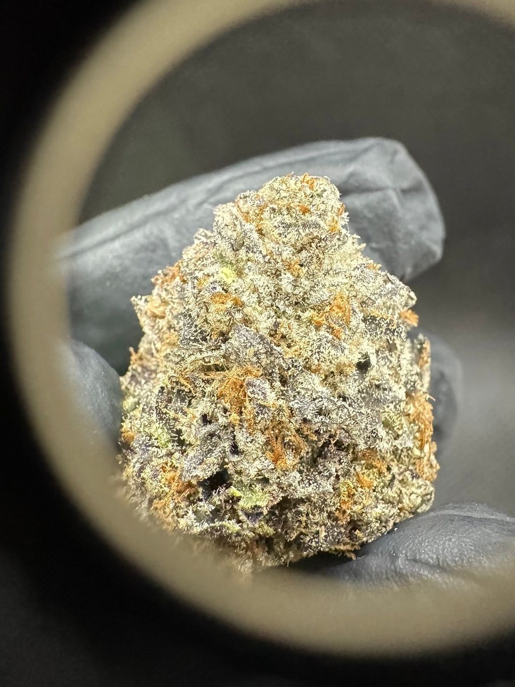 IMG_4955-1704528036026