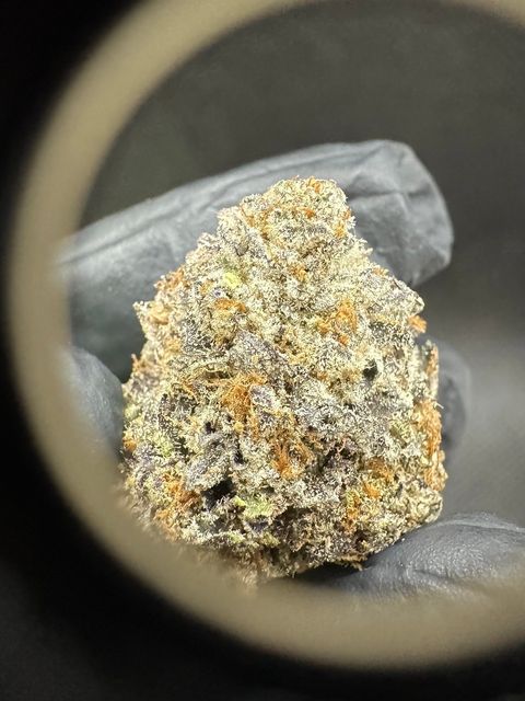 IMG_4955-1704528036026