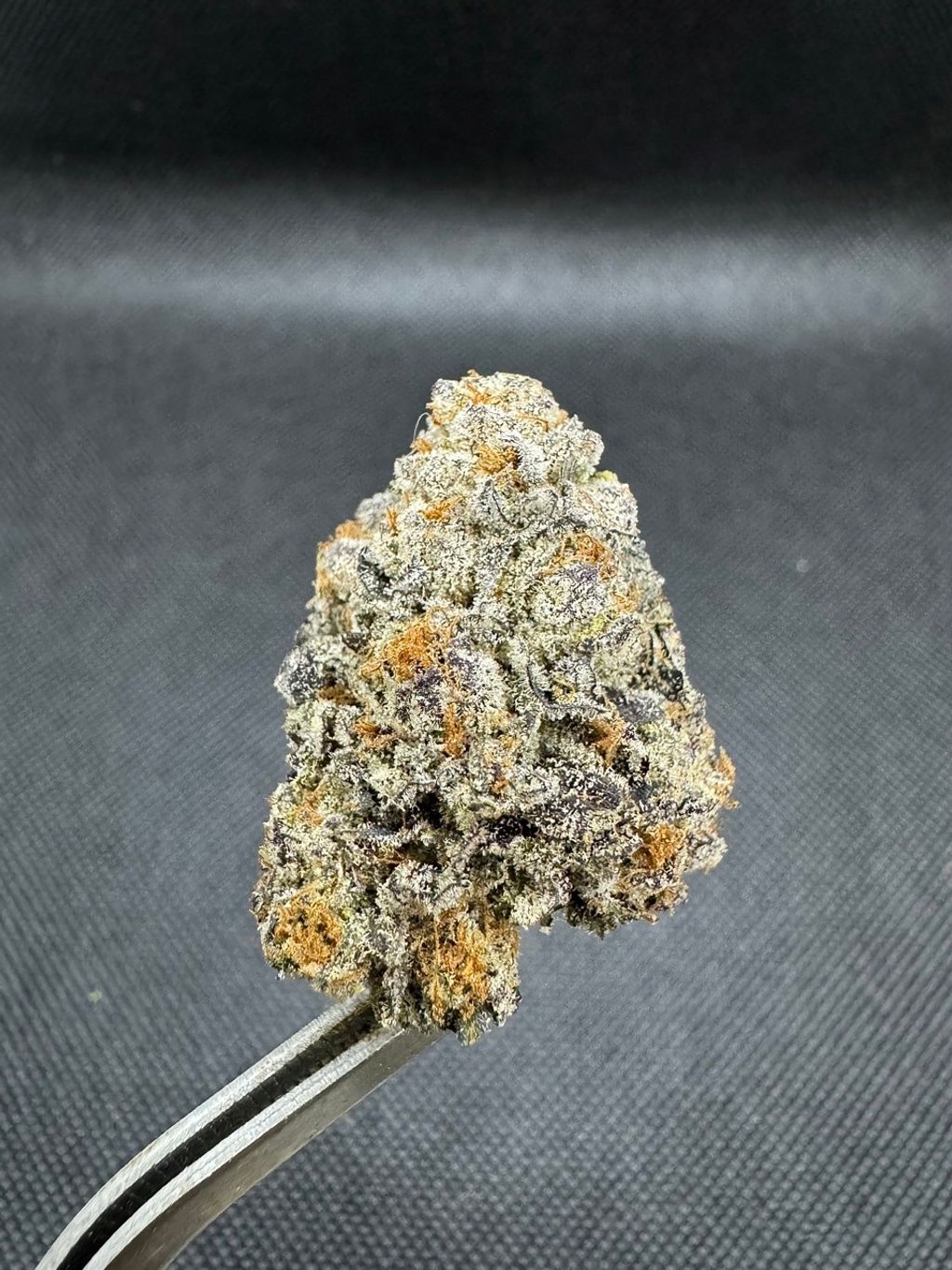 IMG_4956-1704528036039