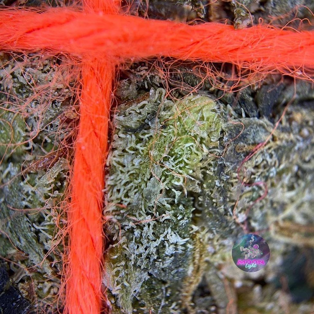 IMG_4961-1704529473279