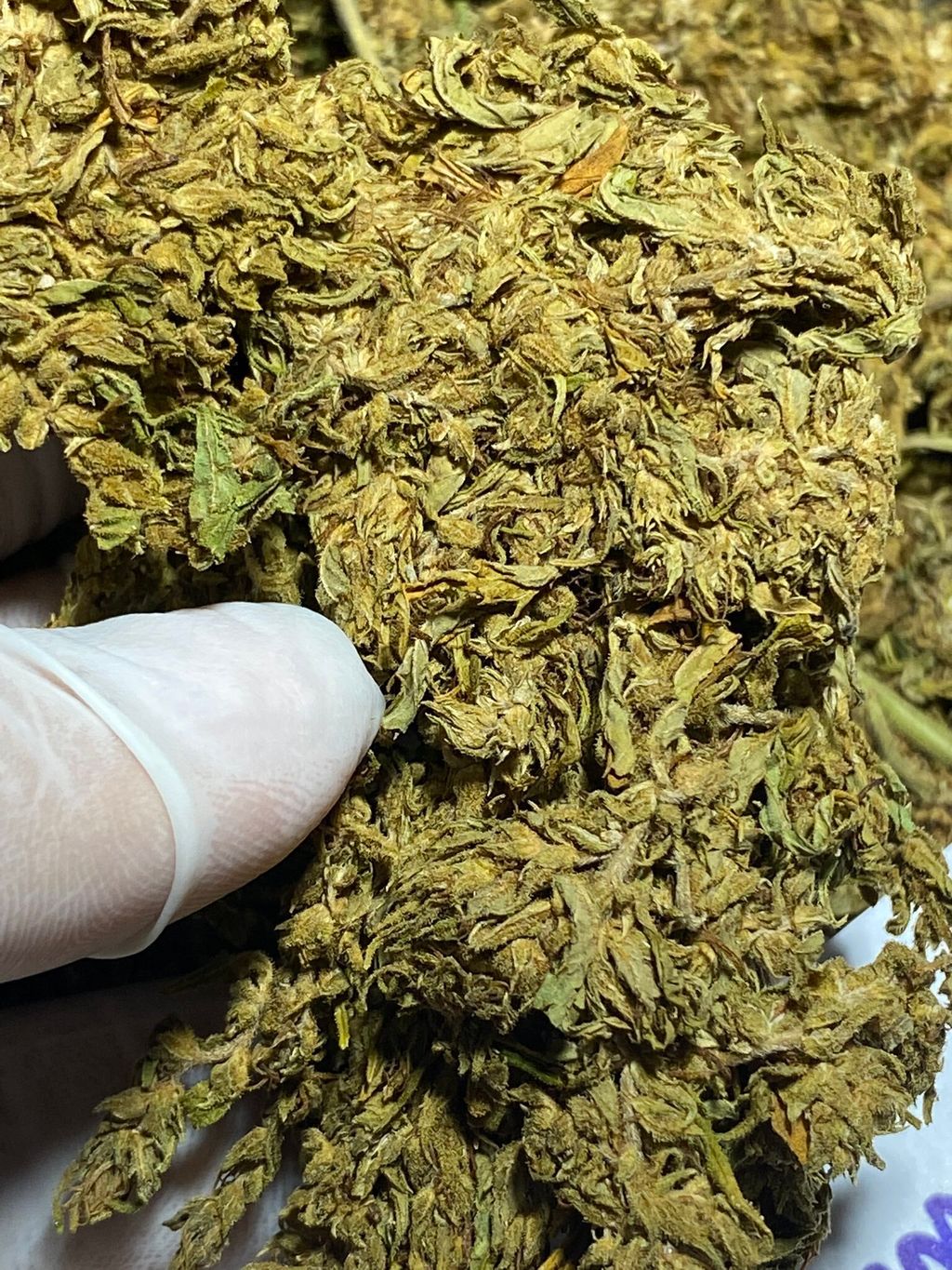 IMG_5095-1712429074564