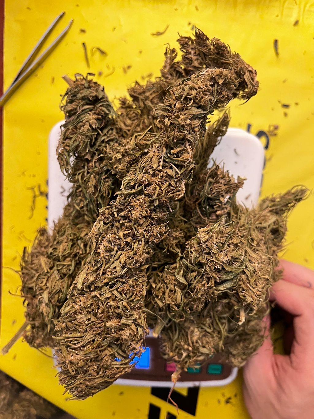 IMG_5429-1712429075236