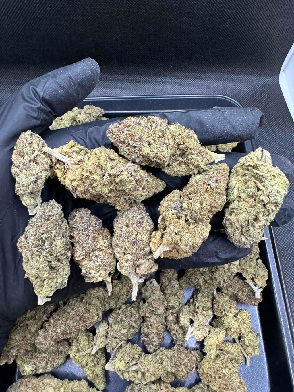 IMG_4926-1712431717009