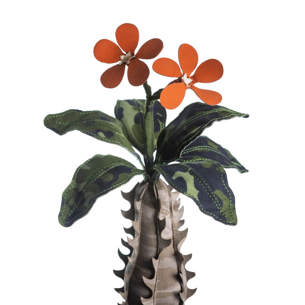 2026.01.29-巴氏棒槌樹-0493