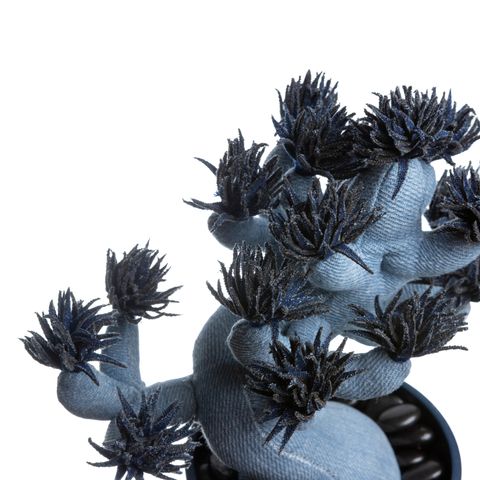 2025.10.13-五葉松白背-5340