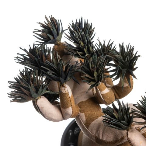 2025.10.13-五葉松白背-5346