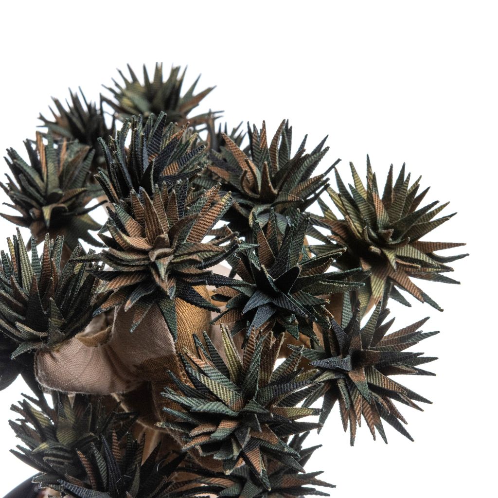 2025.10.13-五葉松白背-5348