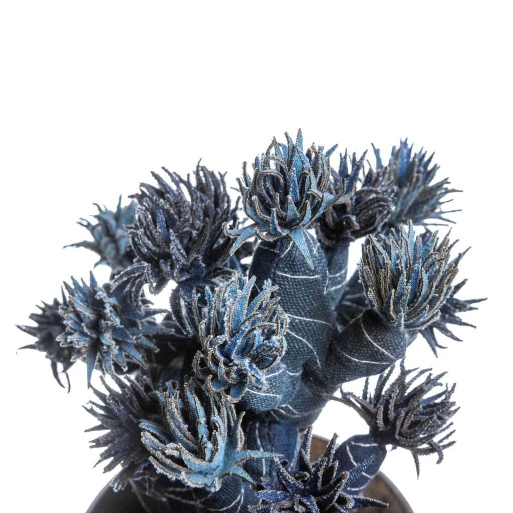 2025.10.13-五葉松白背-5367