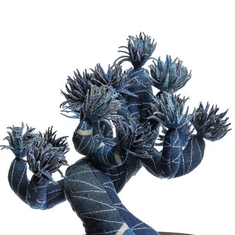 2025.10.13-五葉松白背-5365