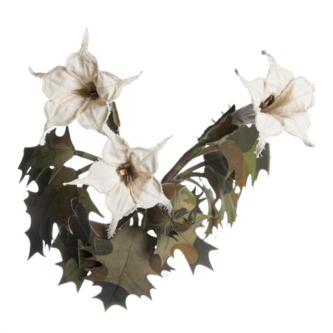 2025.12.19-曼陀羅-7715