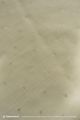Champagne Beige