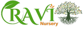 Ravi Nursery