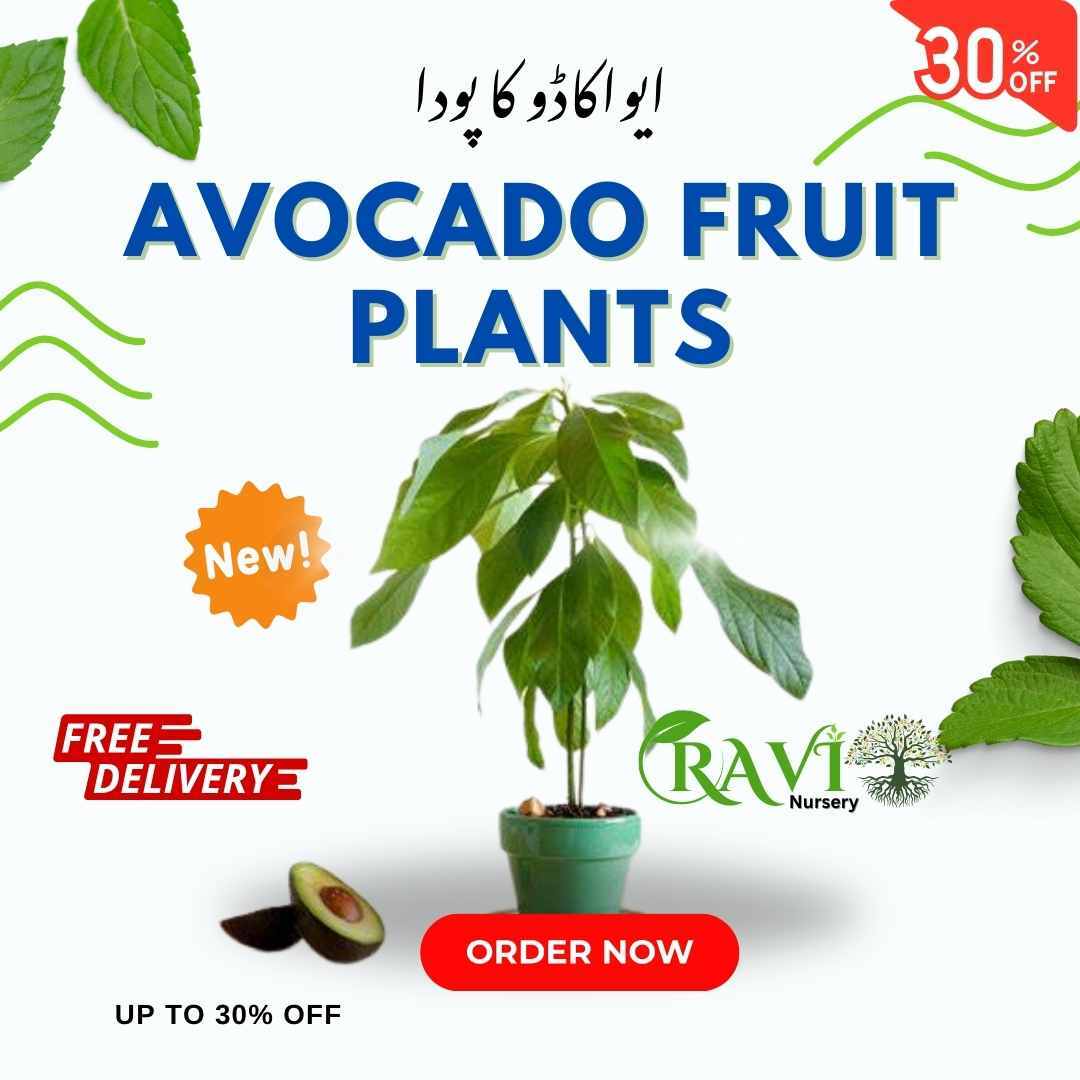 Avocado fruit