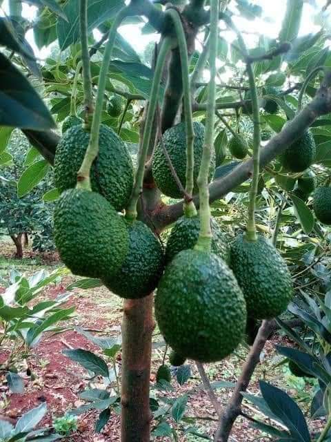 Avocado plants-2