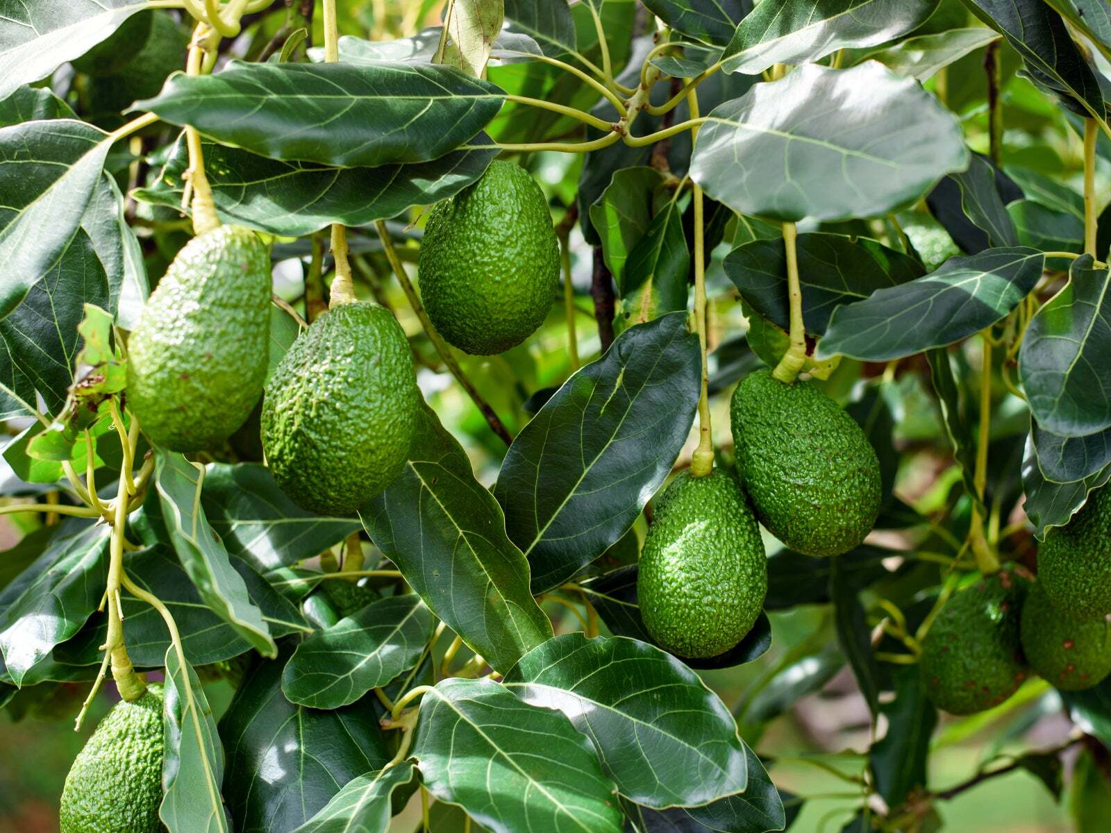 Avocado fruit-1
