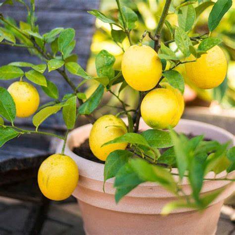 Lemon-1