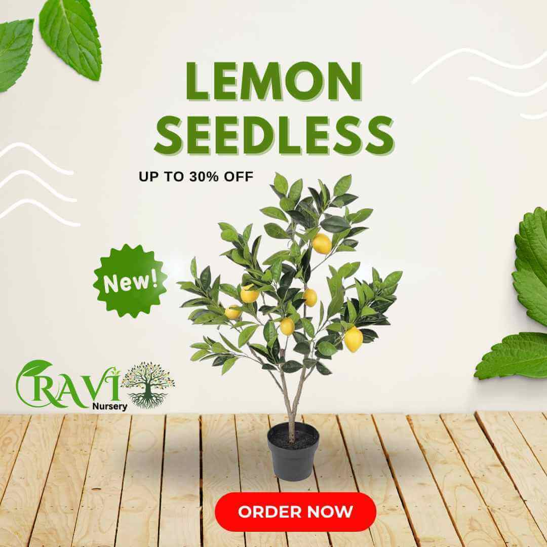 Lemon-SeedLess-Plant