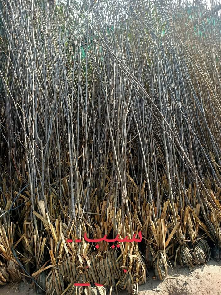 Apple-Plant-1