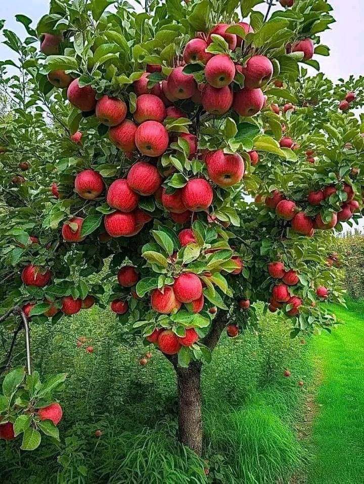 Apple-Plants