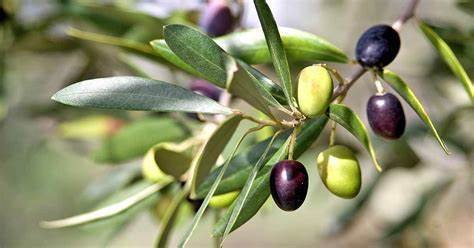 Olive-Plant-1