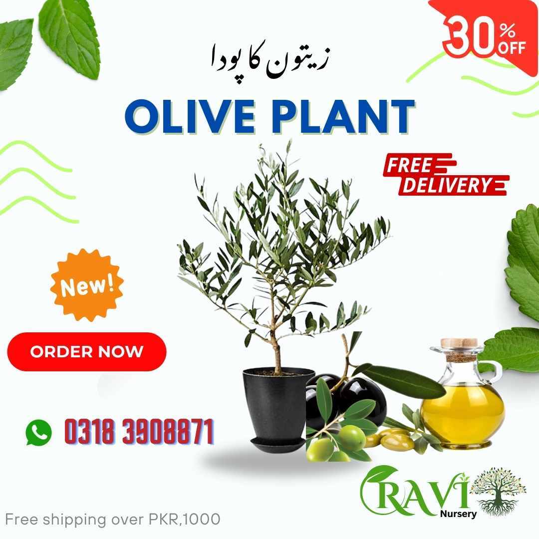 Olive-Plant