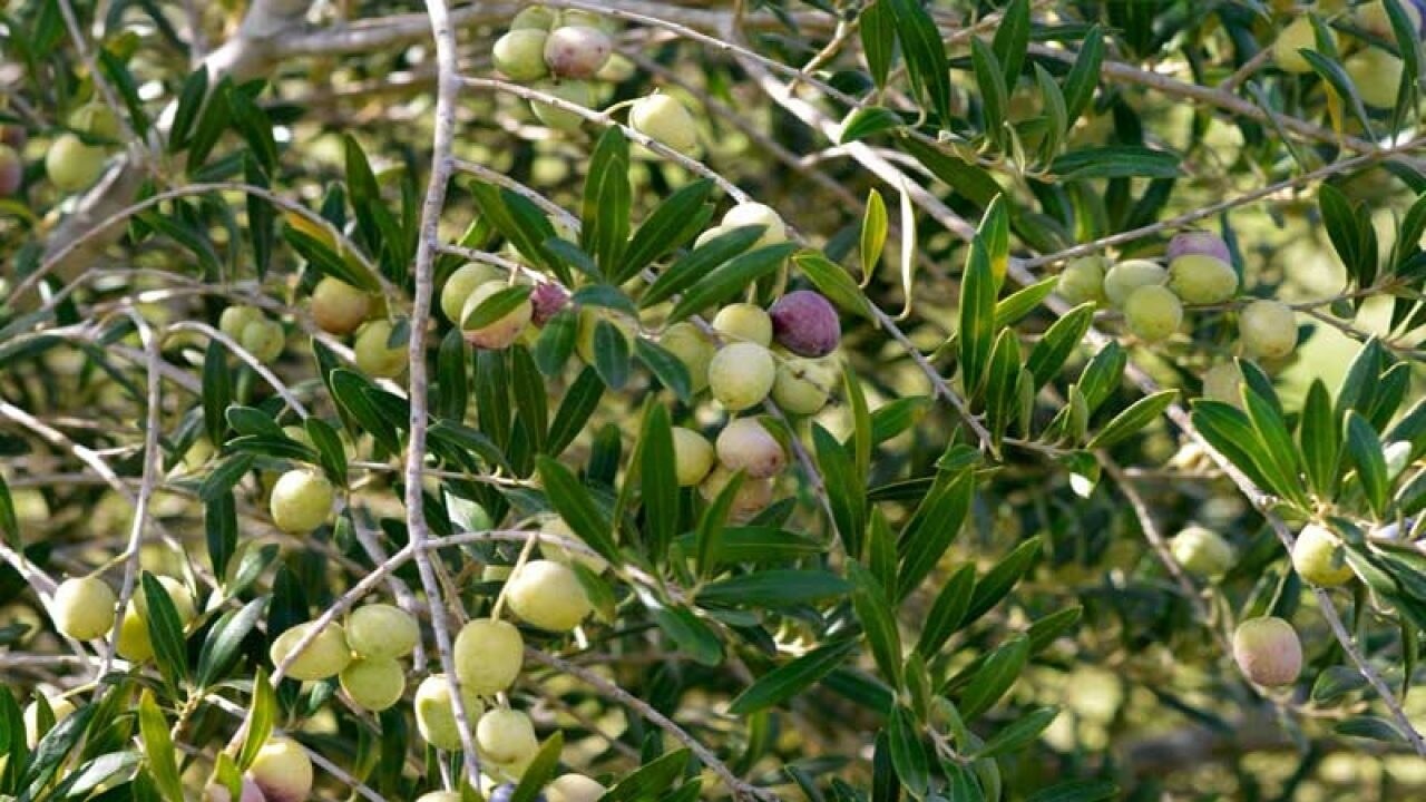 Olive-Plant-4