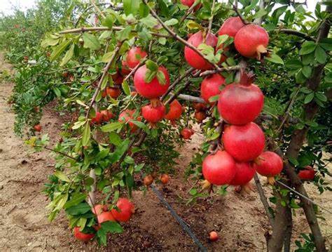 Pomegranate-2