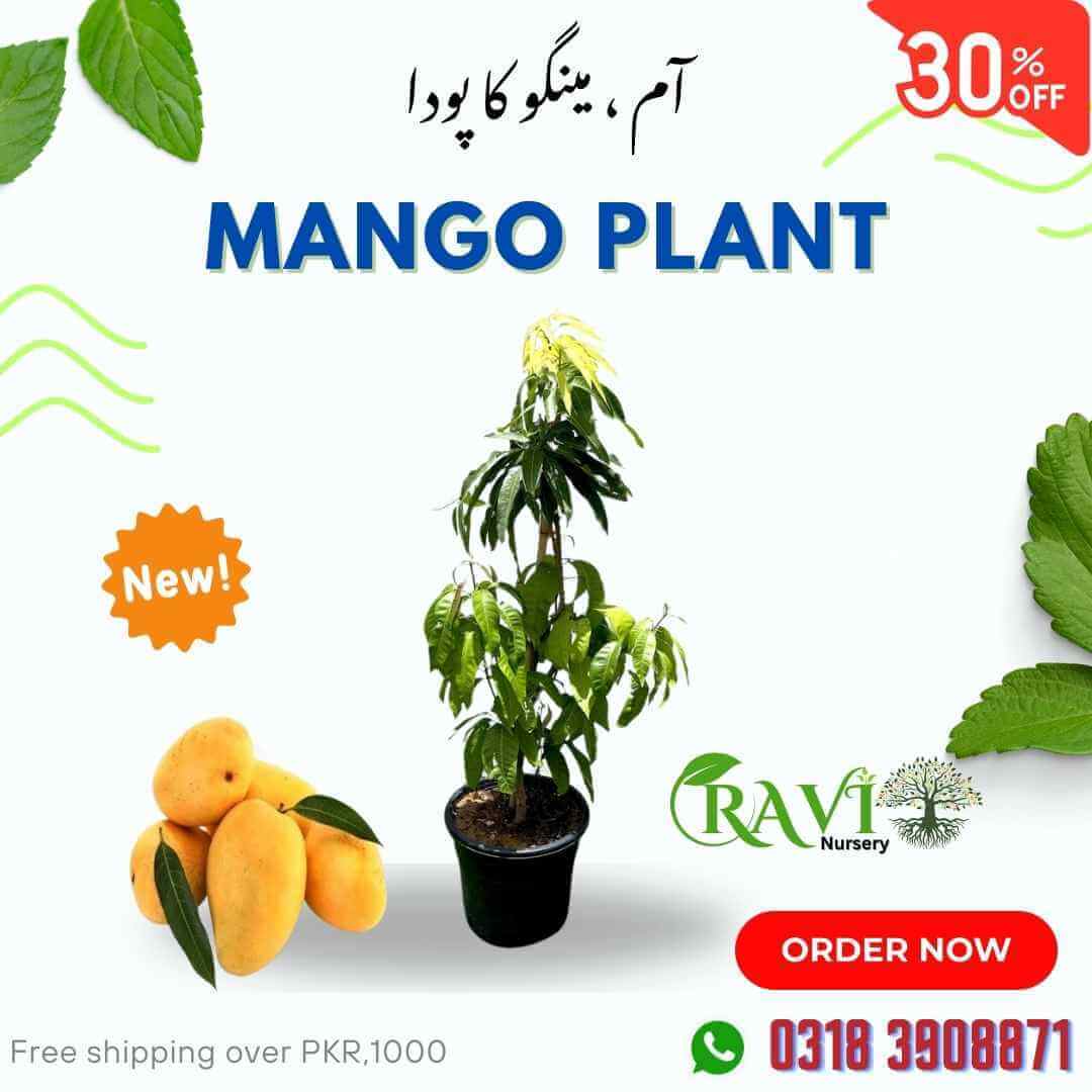 Mango