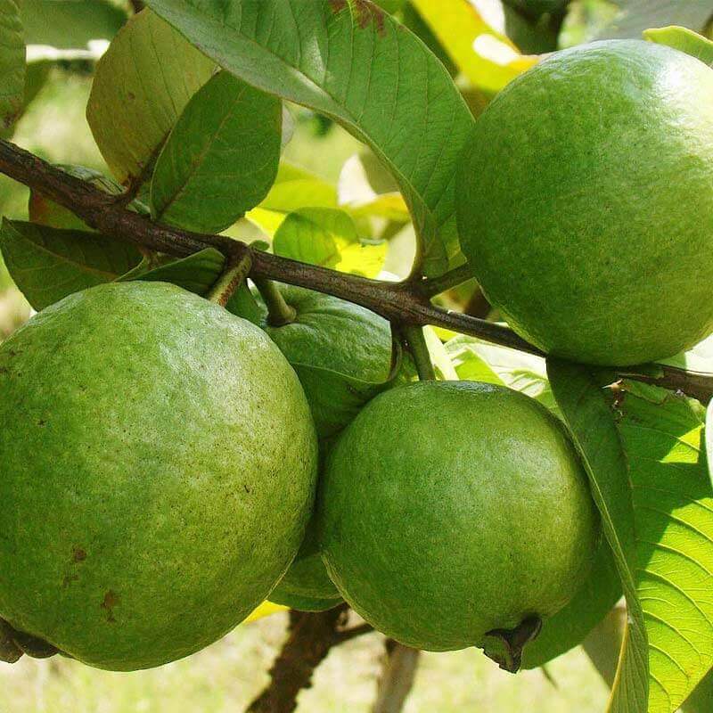 Guava Fruit, Amrood-2