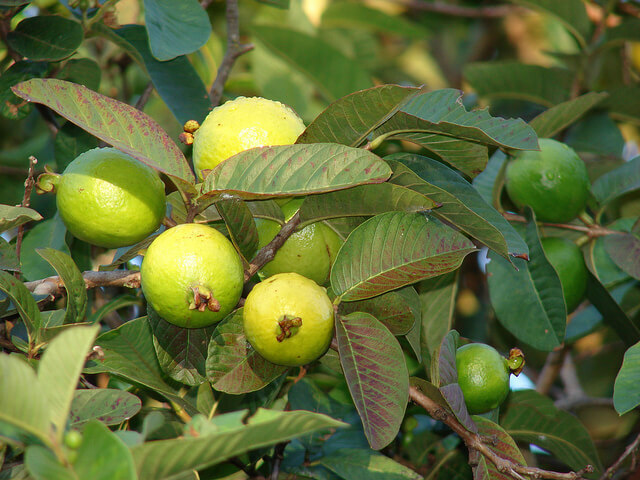 Guava Fruit, Amrood-1