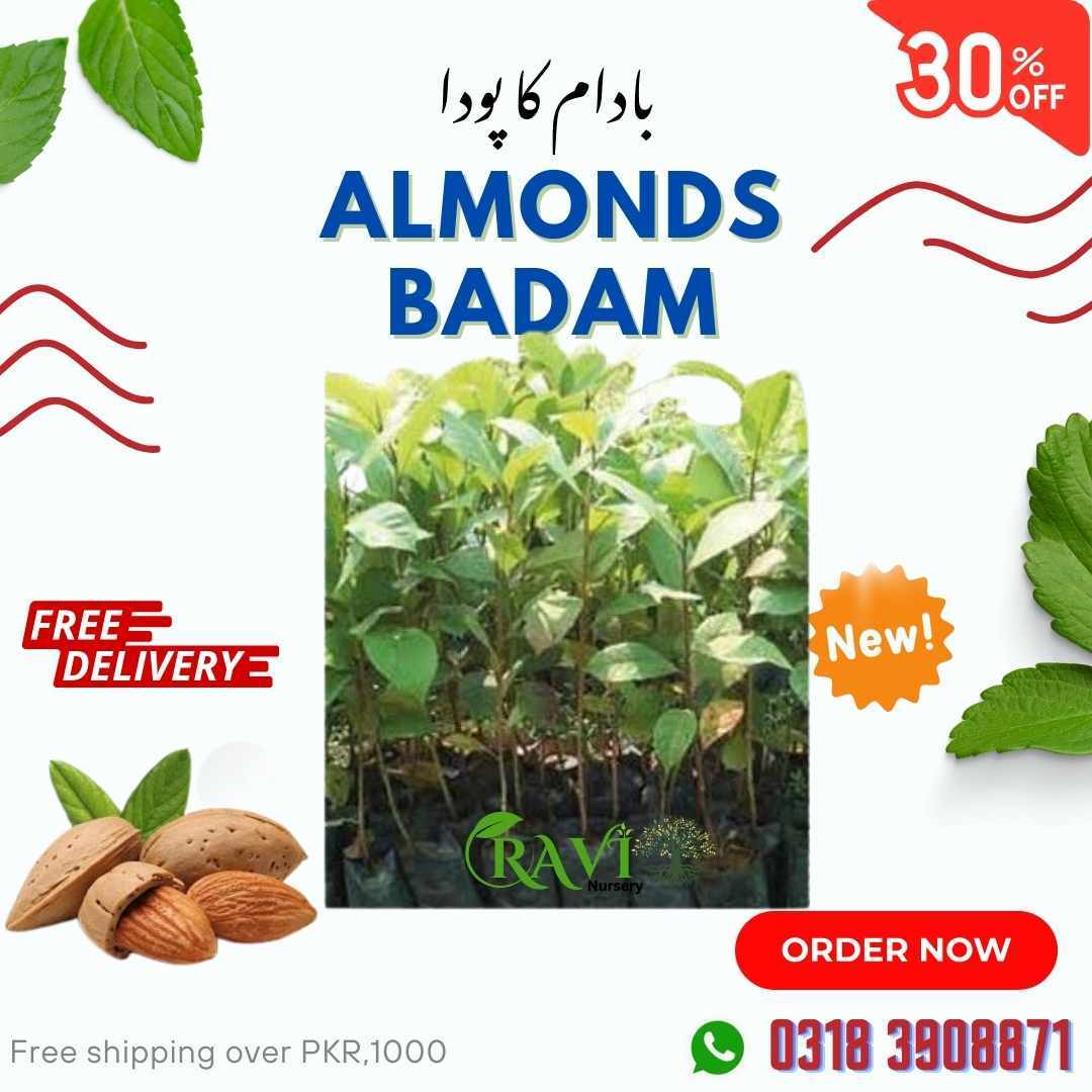 Badam- Almond