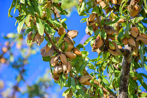 Badam-Almond-2