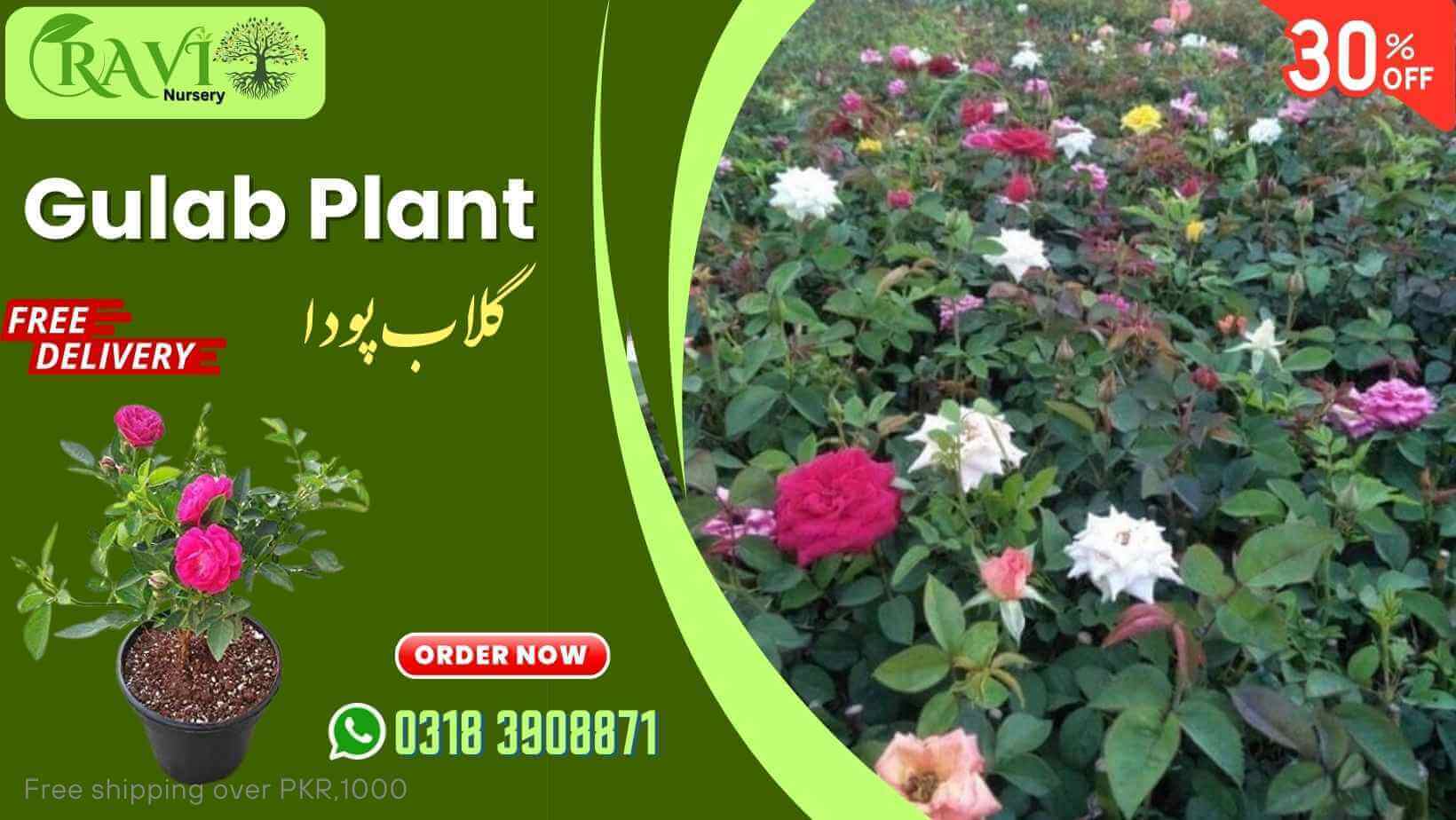 Gulab-Plant