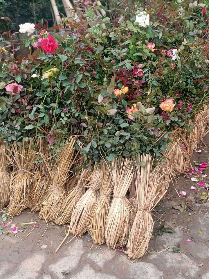 Gulab-Plant-1