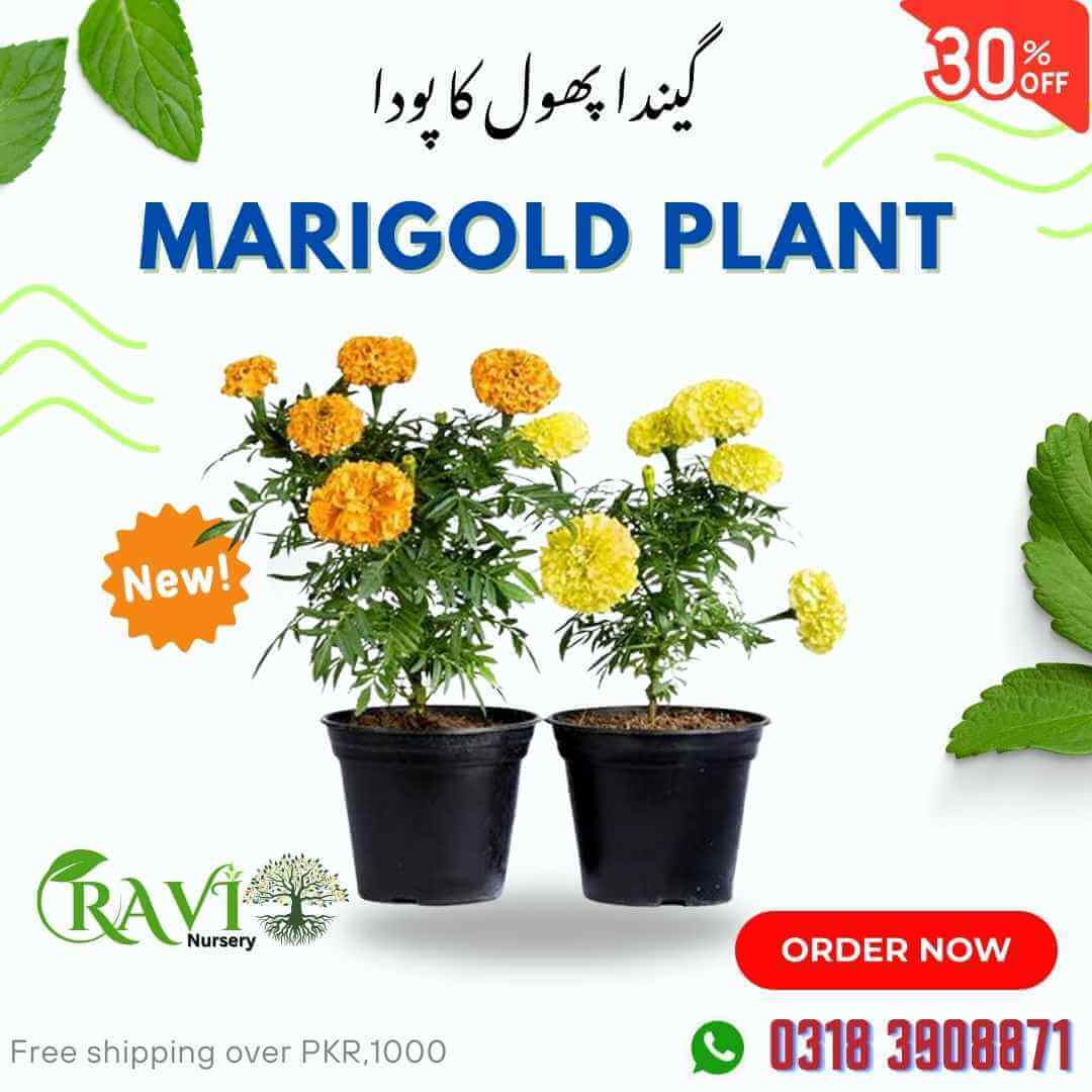 Marigold-Genda Flower