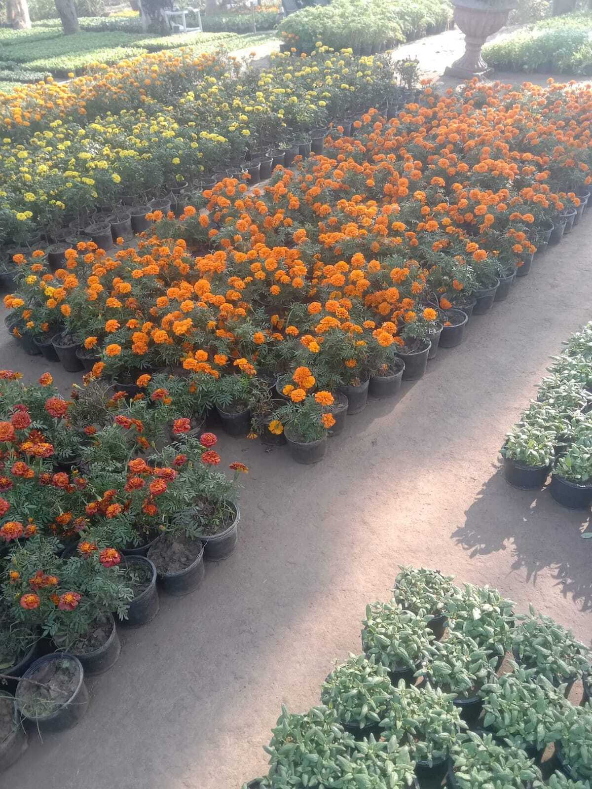 Marigold-Genda Flower-2