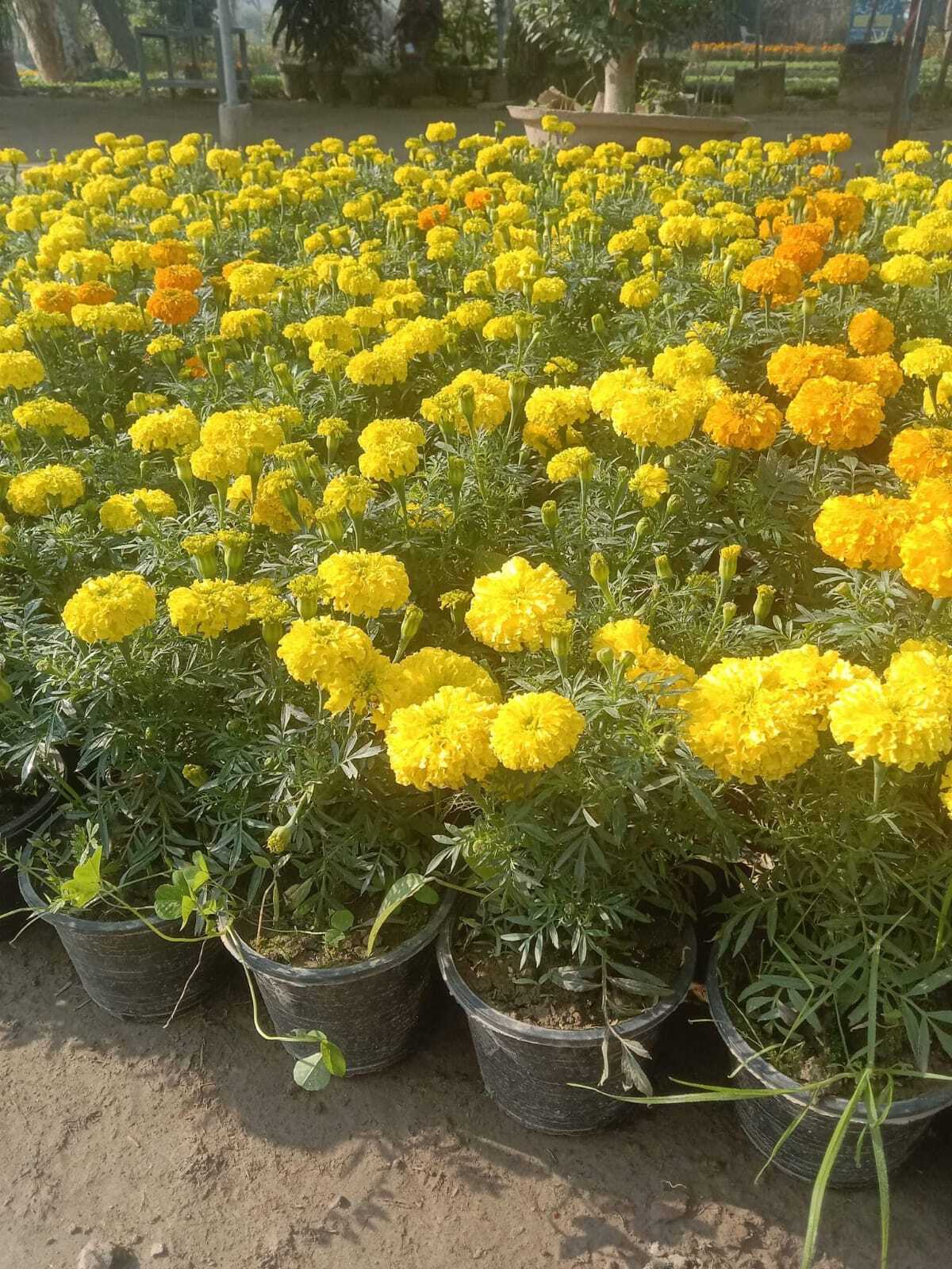 Marigold-Genda Flower-1