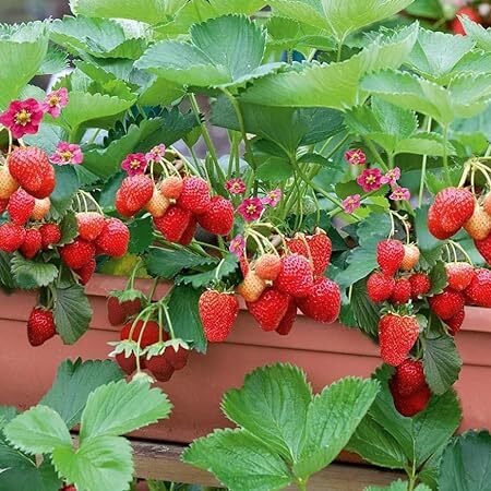 Strawberry Plant-1