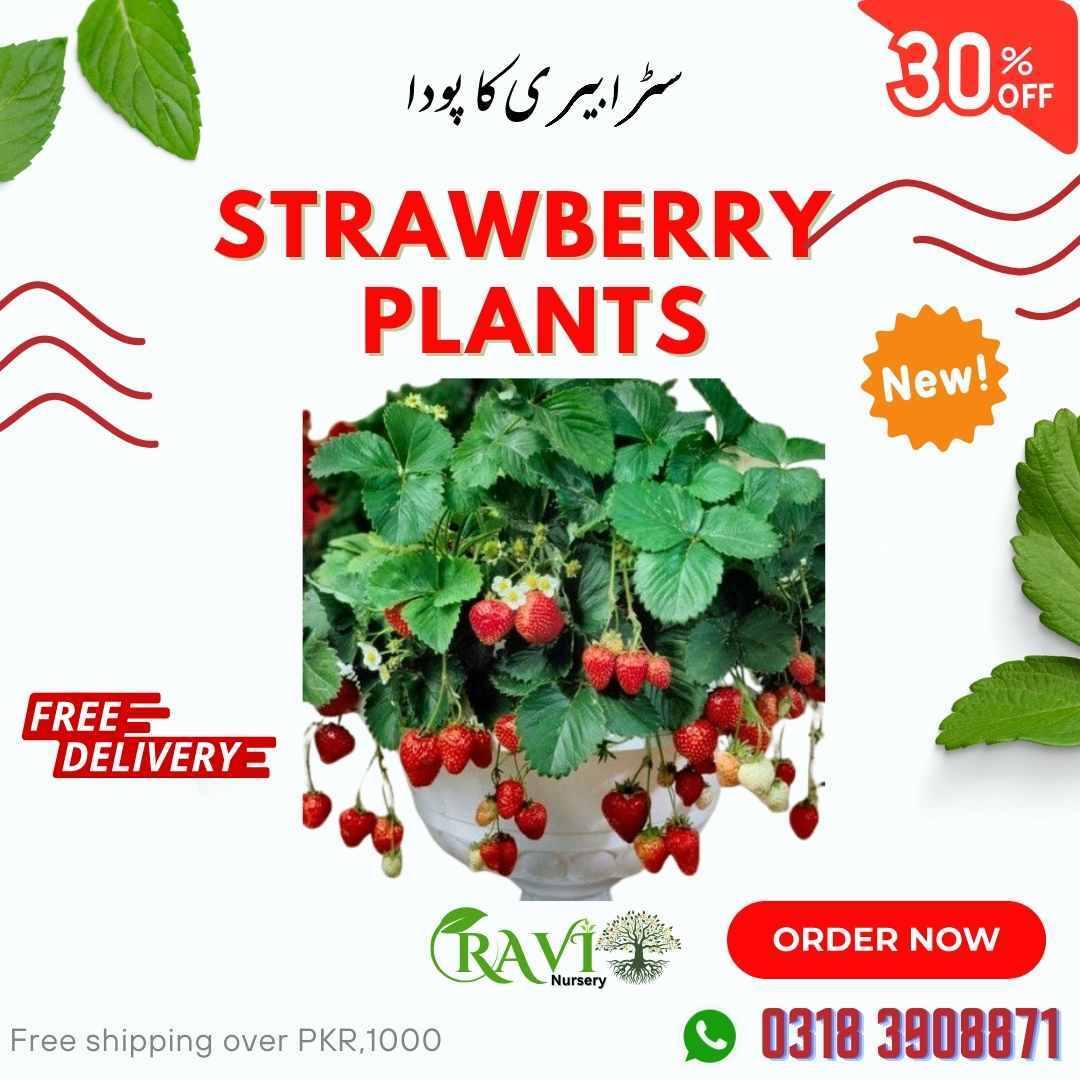 Strawberry