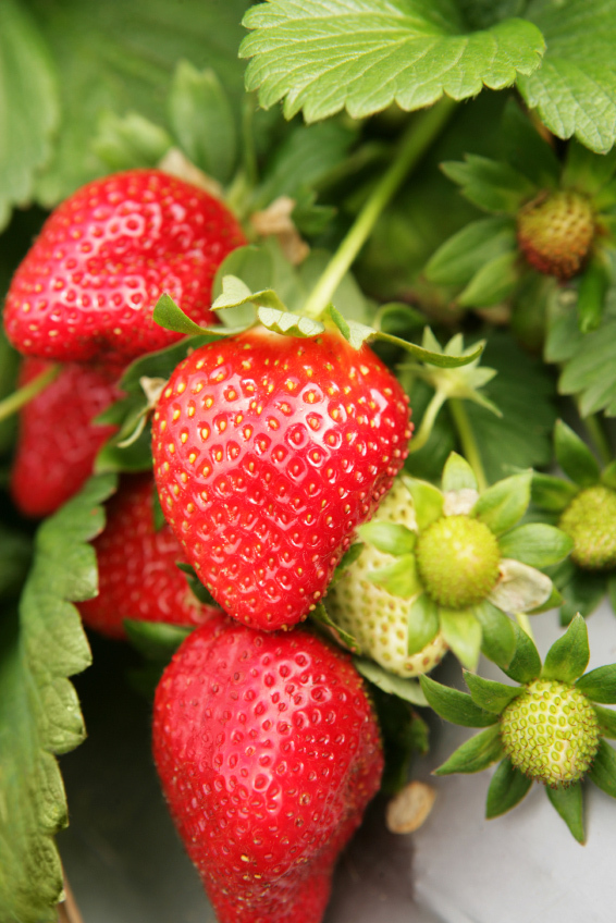 Strawberry Plant-2