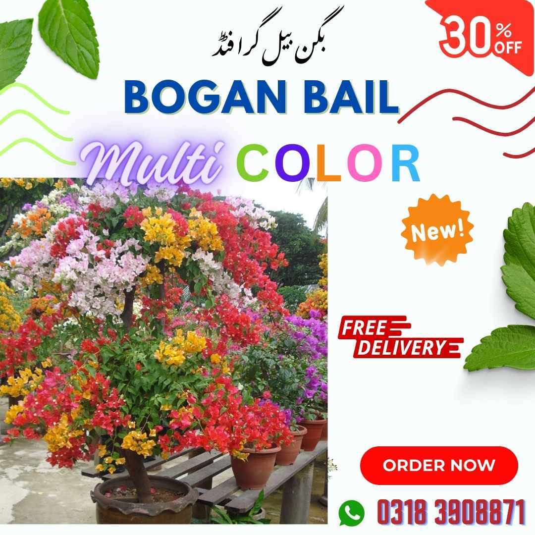Bogan bail grafted color