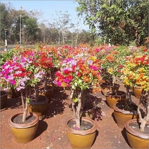 Bougainvillea-Multicolor-Plant