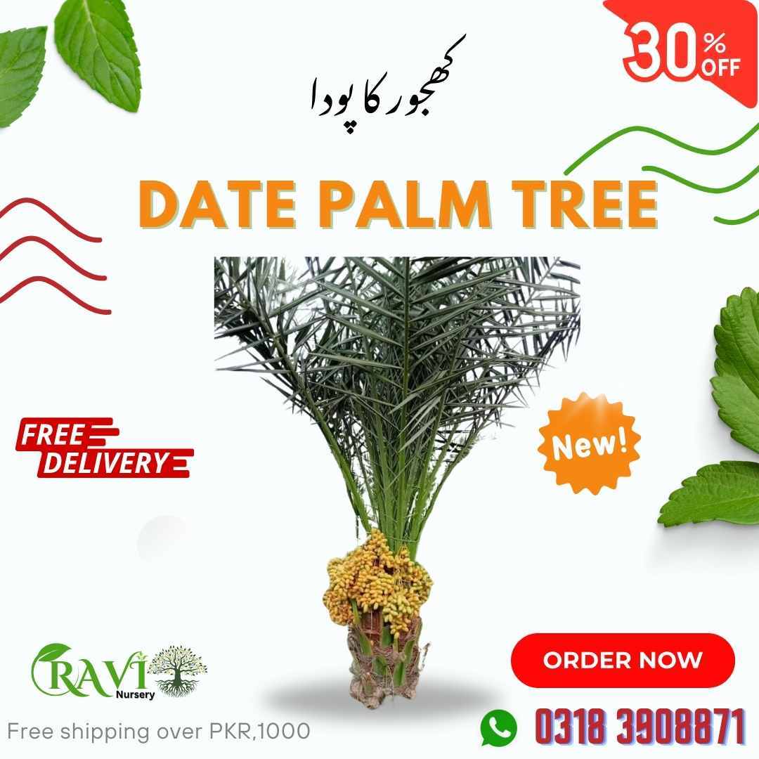 Date Palm Tree Khajoor