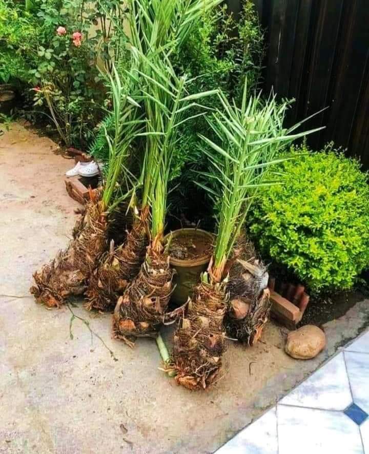 Date Palm Tree Khajoor-3