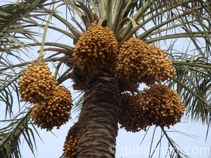 Date. Khajoor-2