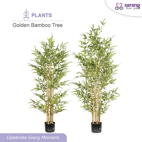 Golden-bamboo