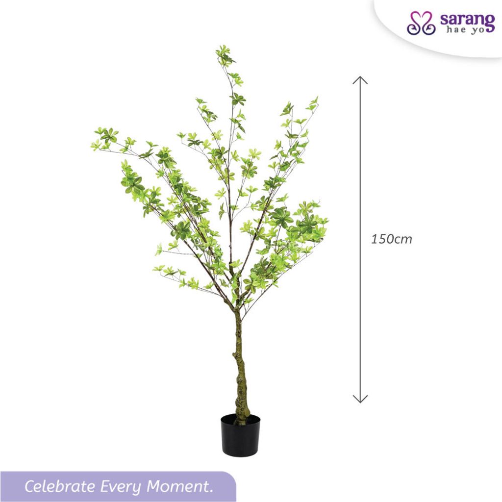 ENKIANTHUS-TREE-4