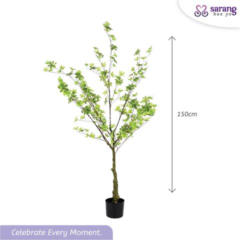ENKIANTHUS-TREE-4