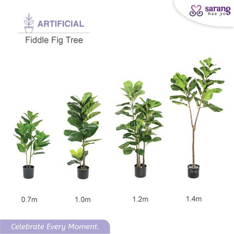 FIDDLE-FIG-TREE