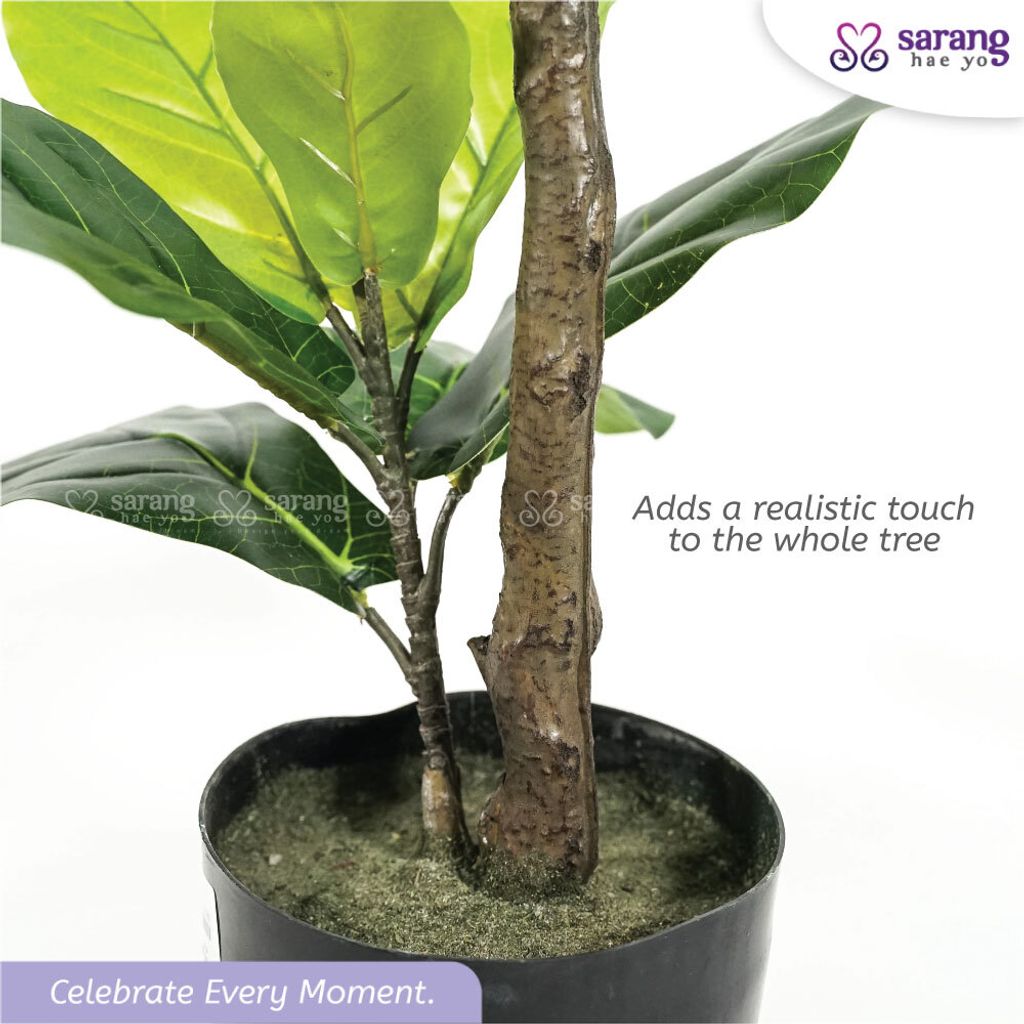 FIDDLE-FIG-TREE-2
